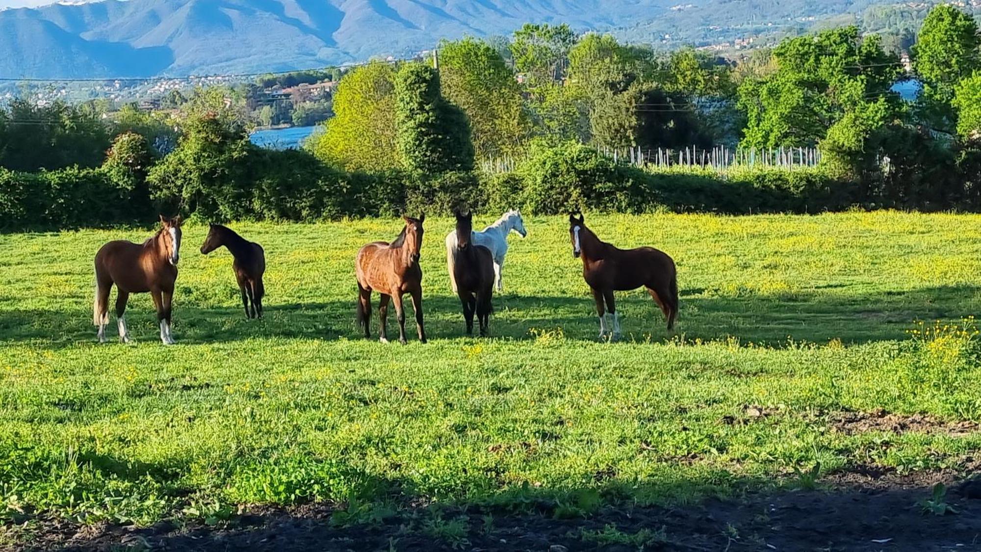 Agriturismo Pastorelli Osmate Екстер'єр фото